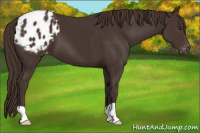 Horse Color:Liver Chestnut Appaloosa
