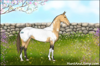 Horse Color:Buckskin Appaloosa 
