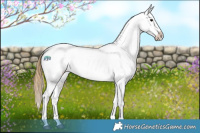 Horse Color:Buckskin Appaloosa 