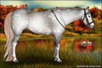 Horse Color:Gray White Spotted Chocolate Palomino 