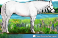 Horse Color:Gray Watercolor White Spotted Chocolate Palomino Tobiano 