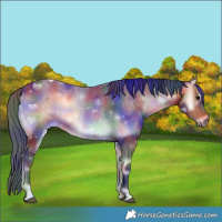 Horse Color:Nacre Bay Onyx Rabicano 