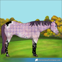 Horse Color:Plaid  Bay Ice Dun Tobiano Frame 