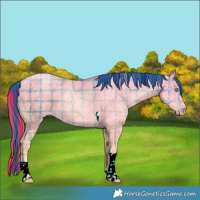 Horse Color:Plaid  Buckskin Ice Pearl Dun Tobiano Rabicano 