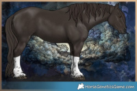 Horse Color:Liver Chestnut Sabino Tobiano 