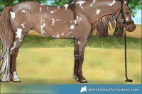 Horse Color:White Spotted Liver Red Dun 