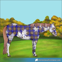 Horse Color:Plaid  White Spotted Liver Chestnut Ice 