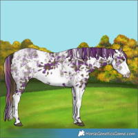 Horse Color:Plaid  Liver Chestnut Ice Sabino 