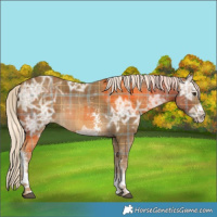 Horse Color:Plaid  Chocolate Palomino Ice Sabino 