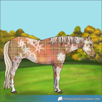 Horse Color:Plaid  White Spotted Chocolate Palomino Ice 