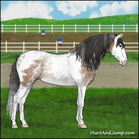 Horse Color:White Spotted Bay Dun Splash Tobiano Rabicano