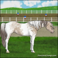 Horse Color:Liver Red Dun Tobiano 