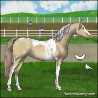Horse Color:White Spotted Chocolate Palomino Dun Mushroom Tobiano 