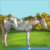 Horse Color:Painted White Spotted Liver Chestnut Ice Splash 