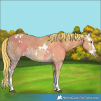 Horse Color:Painted White Spotted Palomino Ice Splash 