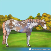 Horse Color:Painted White Spotted Chocolate Palomino Ice Splash 