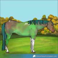 Horse Color:Painted Liver Red Dun Tobiano 