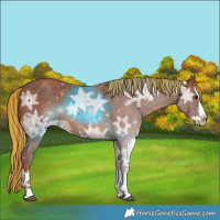 Horse Color:Painted Chestnut Ice Sabino Splash 