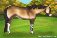 Horse Color:Buckskin Onyx 