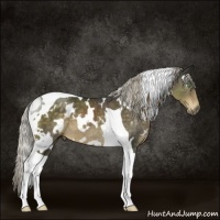 Horse Color:White Spotted Chocolate Palomino Mushroom Tobiano