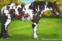 Horse Color:White Spotted Brown 