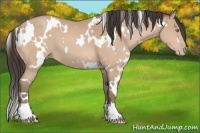 Horse Color:White Spotted Amber Champagne 