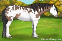 Horse Color:Bay Splash Frame Appaloosa 