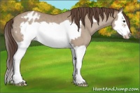 Horse Color:Classic Champagne Splash Frame Appaloosa 