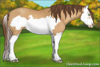 Horse Color:Sable Cream Champagne Splash Frame Appaloosa 