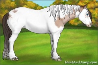 Horse Color:Sable Champagne Splash Tobiano Frame 