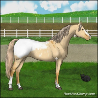 Horse Color:Palomino Dun Sabino Snowcap 