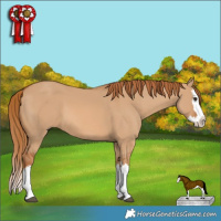 Horse Color:Red Dun Splash 