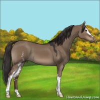 Horse Color:White Spotted Liver Red Dun 