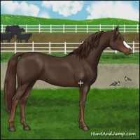 Horse Color:Liver Chestnut 