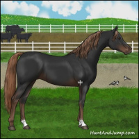 Horse Color:Liver Chestnut 