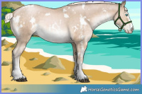 Horse Color:White Spotted Chocolate Palomino Pearl Sabino