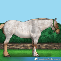 Horse Color:Chocolate Palomino Roan Sabino 