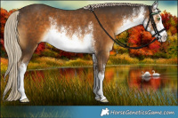 Horse Color:White Spotted Chocolate Palomino Rabicano 