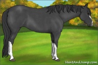 Horse Color:Blue Roan 
