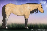 Horse Color:Buckskin 
