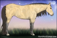 Horse Color:Buckskin 