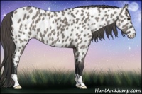 Horse Color:Grullo Near Leopard 