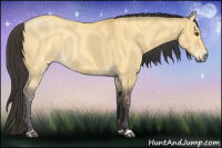 Horse Color:Buckskin Dun