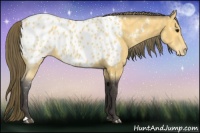 Horse Color:Buckskin Appaloosa 