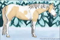 Horse Color:Gold Cream Champagne Splash Tobiano