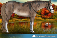 Horse Color:White Spotted Liver Red Dun Brindle 