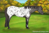 Horse Color:Grullo Appaloosa 