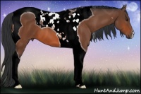 Horse Color:Bay Tobiano 