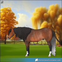 Horse Color:Bay Rabicano 