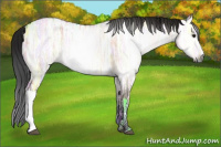 Horse Color:Gray Bay Ice Dun 